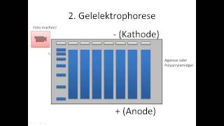 Chrashkurs Genetik  Prozesse 7  Southern Blot [upl. by Ralf]