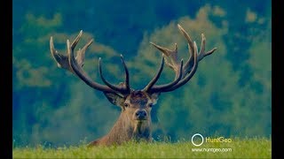 Austria Hirschbrunft  Red deer rutting season [upl. by Lilac550]