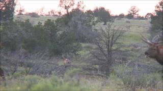 380 Non Typical AZ Elk Hunting VideoHandleBar J Bull [upl. by Osnola]