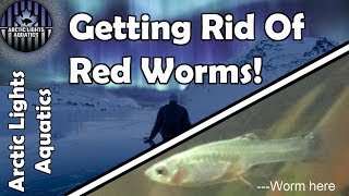 Health Corner Cammalanus Worms and Levamisole Endler Guppy Treatment [upl. by Rambort]