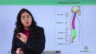 Class10th – Bones of vertebral column  Locomotion and Movement  Tutorials Point [upl. by Kerge496]