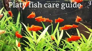 Platy fish care guide Feedingbreedingtank mates [upl. by Yatnod]