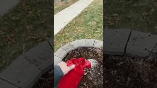 Planting A Flowering Dogwood dogwood garden ing rden [upl. by Terzas]