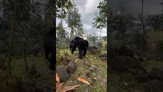 Gorilla Trekking in Rwanda  A lifetime Experience [upl. by Ahel]