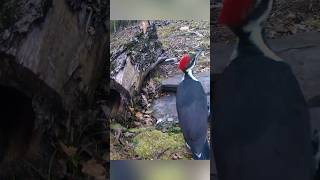 Pileated Woodpecker foraging on the ground birds [upl. by Hanid]