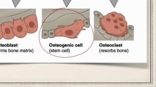 Bone Cells [upl. by Ainitsirk575]