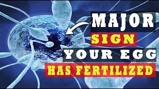 Egg and Sperm Meet Symptoms – Major Signs Your Egg Has Been Fertilized 5 INDICATIVE SYMPTOMS [upl. by Reilamag]