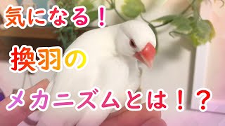 換羽期の文鳥の換羽について実際どんな感じなのかを解説します♪Explains molting season in java sparrows 文鳥 birds [upl. by Novyert782]