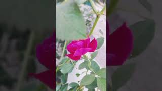 Rosa  Rosaceae trendingsong ytshorts song [upl. by Nomyad]