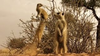 Funny Meerkats [upl. by Vinn554]