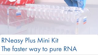 RNeasy Plus Mini Kit – the faster way to pure RNA [upl. by Attelliw610]