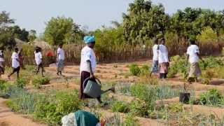 Our Climate Our Challenge GuineaBissau [upl. by Renferd71]