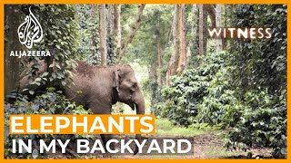 India Elephants in My Backyard  Witness [upl. by Leina]