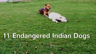 11 Endangered Indian Dogs [upl. by Avaria]