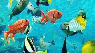 fish aquarium tunnel vision 🍁🎏🤡 fish vlog myfirstvlog gauravnetam1912 luckyff3315 [upl. by Freytag]