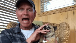 Guy Pets Chihuahua to Relax  Bites Hand [upl. by Siuoleoj529]