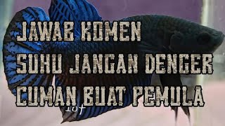 CARA MERAWAT IKAN CUPANG ADUAN YANG BANYAK [upl. by Musihc]