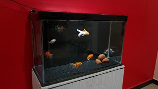 Oranda Goldfish Aquarium setup  OrandaRanchu and RedCap Goldfish tank setup  25 feet tank [upl. by Adnoloy]