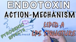 Mechanism of Endotoxins  Pyrogen Activation amp LPS Structure [upl. by Brynne]