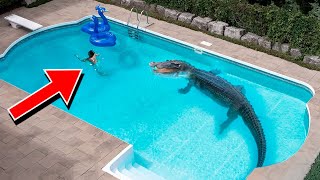 Dangerous Animals That Invaded Pools [upl. by Terena]