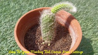 How To Propagate Monkey Tail Cactus From Cuttings [upl. by Teodoro230]