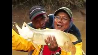 Merauke  Memancing Arwana Papua Di Sungai Bian  Mancing Mania Trans7 [upl. by Jasmin]