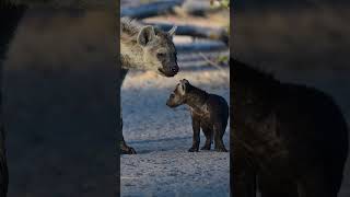 Hyena Cub Shaking Head Next to Mom 🐾 [upl. by Dorca]