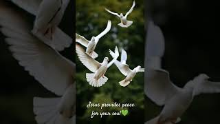 doves peace jesus bible [upl. by Ahtnama]