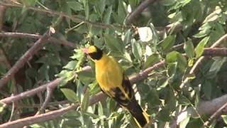 Bird Sounds  BLACKNAPED ORIOLE [upl. by Alyekahs]