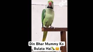 Mummy Bolne Wala Tota 🦜❤️funny youtubeshorts funnyshorts shorts [upl. by Timoteo]