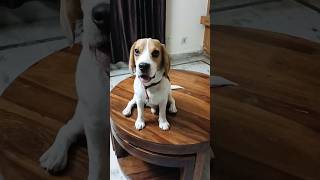 Mere Jaise To MilengeMileage Hum Nhi❤️youtubeshorts love trending doglover cutedog [upl. by Seldun]