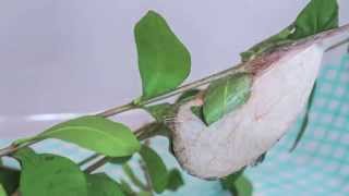 Atlas Moth Caterpillar spinning its cocoon [upl. by Neelia]