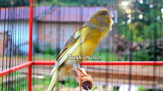 Canary song for mating training of beautiful Belgian canaries 153 [upl. by Gellman]