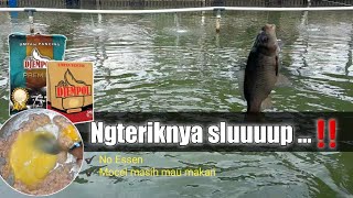 Ngetriknya Sluuup Umpan Ikan Mas Djempol Premium Wangi Biang Susu amp Djempol Amis Spesial [upl. by Anolla]