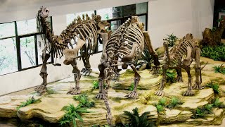 Chinas quirkest museums Zigong Dinosaur Museum [upl. by Eentrok]