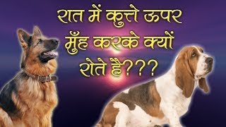 Do You Know  रात में कुत्ते ऊपर मुँह करके क्यों रोते है [upl. by Egroj]