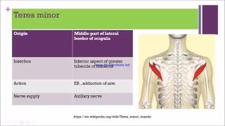 shoulder joint [upl. by Imalda]