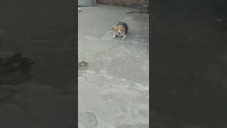 Beagle dog ball se khel rahe hai shortvideo [upl. by Coucher537]