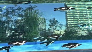 ペンギン・ダイビング タイム（サンシャイン水族館）Penguin Feeding Time [upl. by Charis]