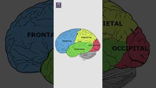 Estructura y Función de la Corteza Cerebral Explicadas en 60 Segundos 🧠 [upl. by Anaer]