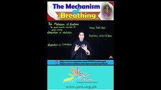 The Mechanism of breathing I biology penacademy [upl. by Illyes]