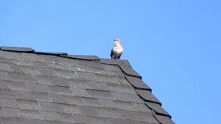 Mockingbird on a roof singing [upl. by Adnaluy]