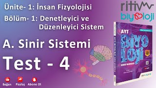 Test  4  İnsanda Sinir Sistemi  Merkezi Sinir Sistemi  Beyin Bölümleri  1 [upl. by Ahsined]