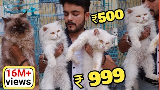 Persian kittens cat market in Delhi 2023  cat market Delhi catmarketdelhi parsiankittenssale2023 [upl. by Grace304]