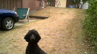 Flying Jumping Standard Poodle [upl. by Nylavad900]