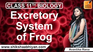 Excretory System of Frog CBSE Class 11 Biology [upl. by Specht]