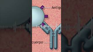 ¿Qué son los anticuerpos y para qué sirven salud medicina [upl. by Occer]