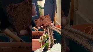 How to Grow a Begonia from Cuttings [upl. by Noet194]