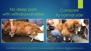 Differences between nociception and withdrawal reflex in animals [upl. by Elwyn114]