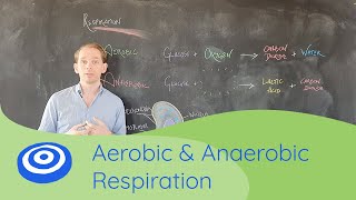 Aerobic amp Anaerobic Respiration  GCSE science Biology 91 [upl. by Shlomo]